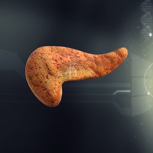 3d human pancreas anatomy