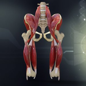 lightwave human pelvis muscle bone anatomy