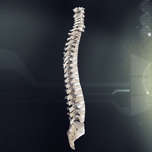 3d model human spinal anatomy