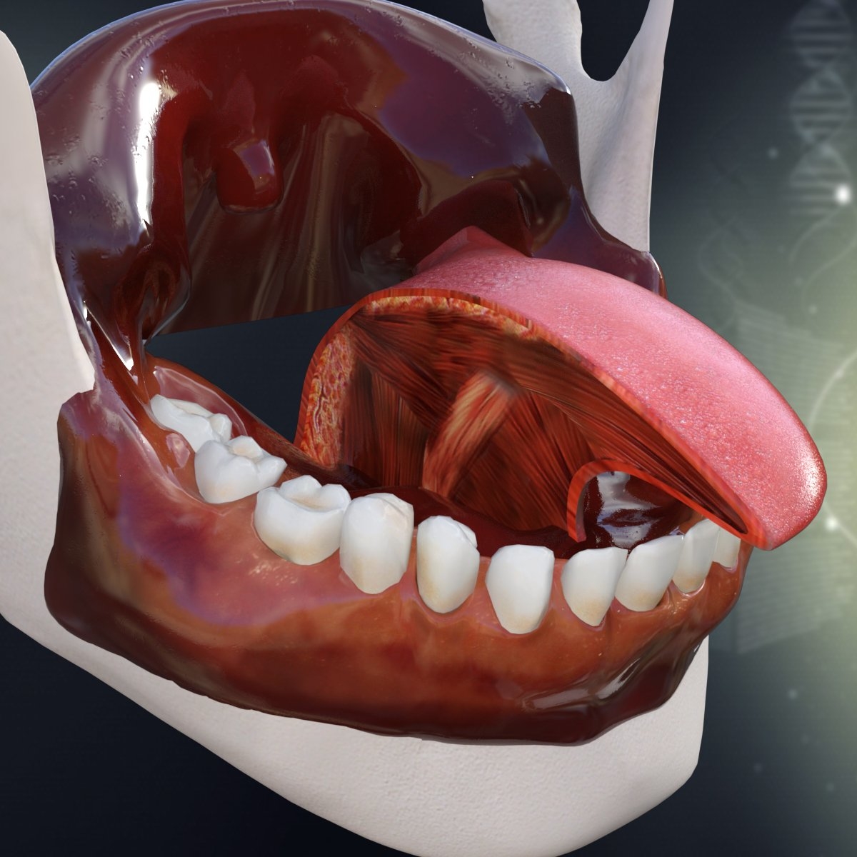 Mouth Anatomy Diagram