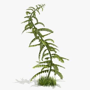 young fern plant 3d 3ds