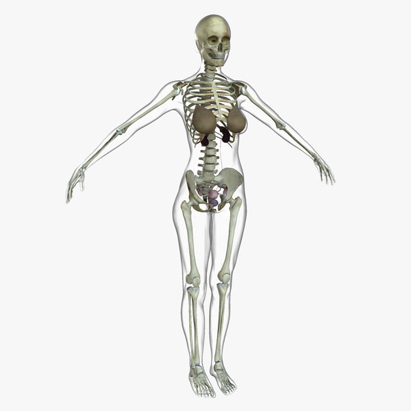 3d model female body anatomy combo