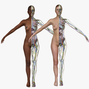 3d model female body anatomy combo