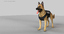 3d belgian shepherd dog police model