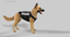 3d belgian shepherd dog police model