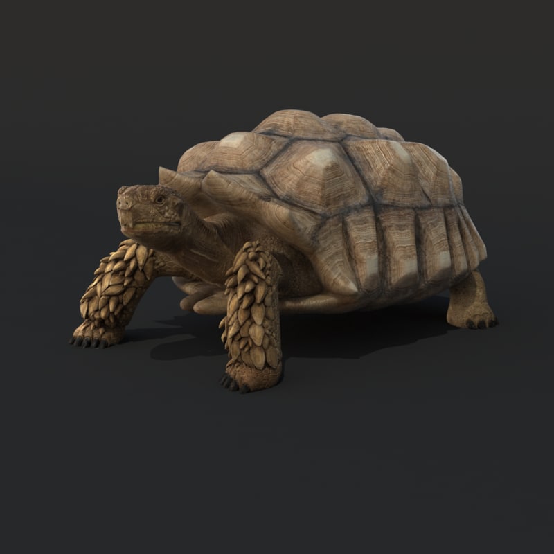 realistic turtle toy