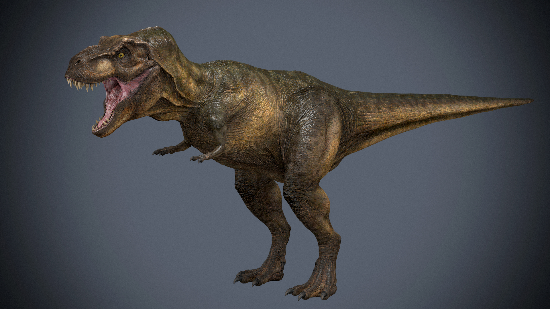 tyrannosaurus 3d view