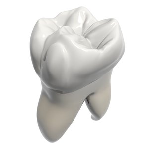 3d model of molar
