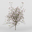 magnolia flower 3d model