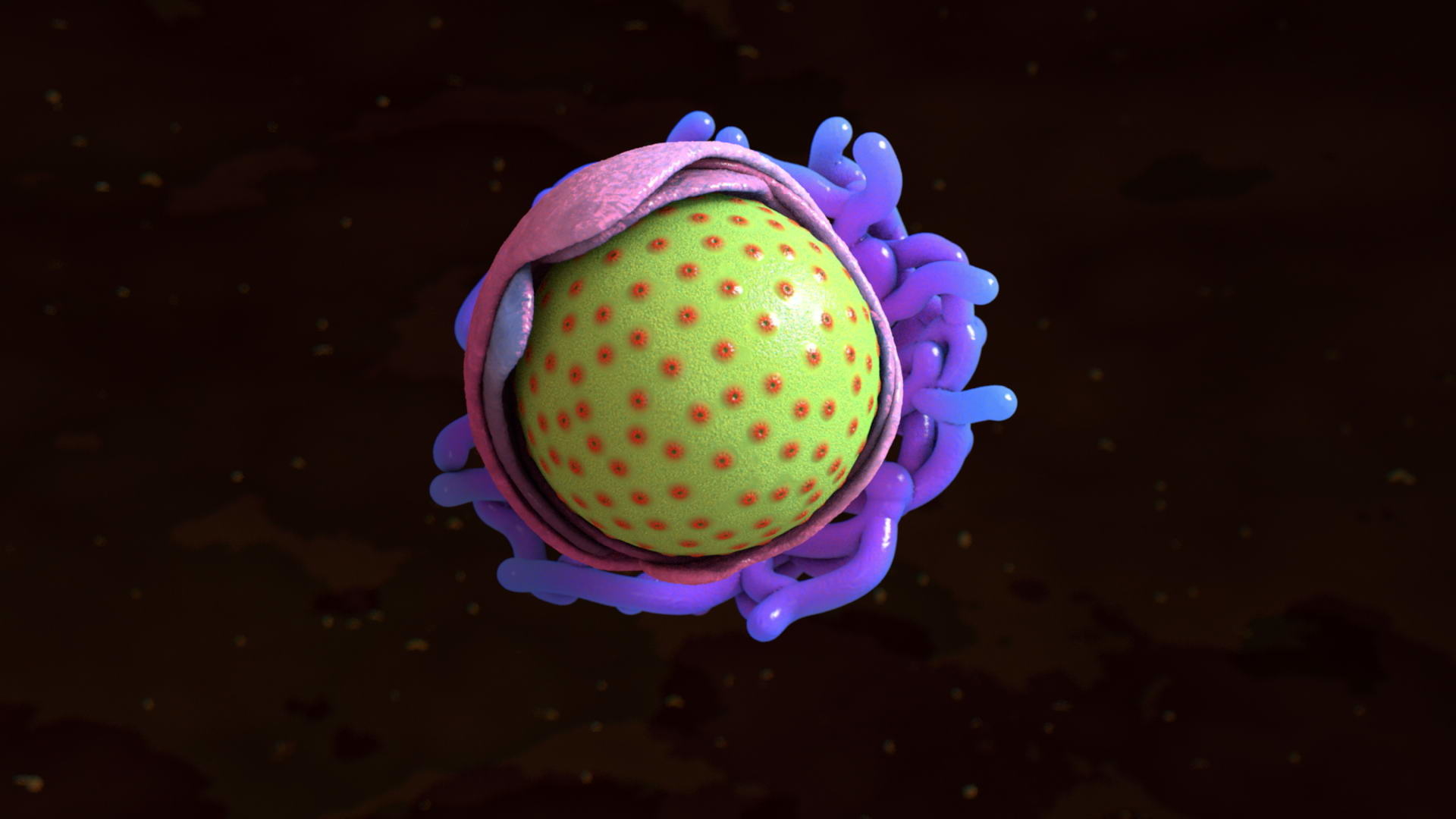 cell-components-nucleus-mitochondrium-3d-model