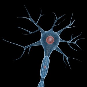3ds neuron