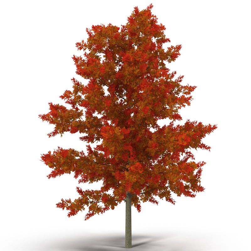 red oak young tree 3d model