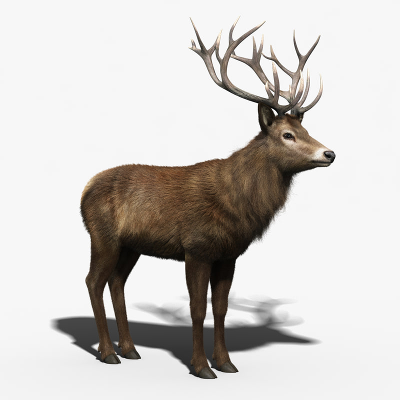 3d red deer stag fur model