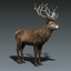 3d red deer stag fur model