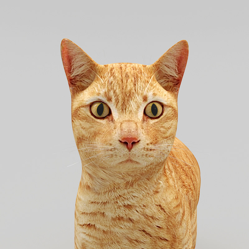 poseable cat model