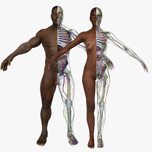 3d model male african american body anatomy