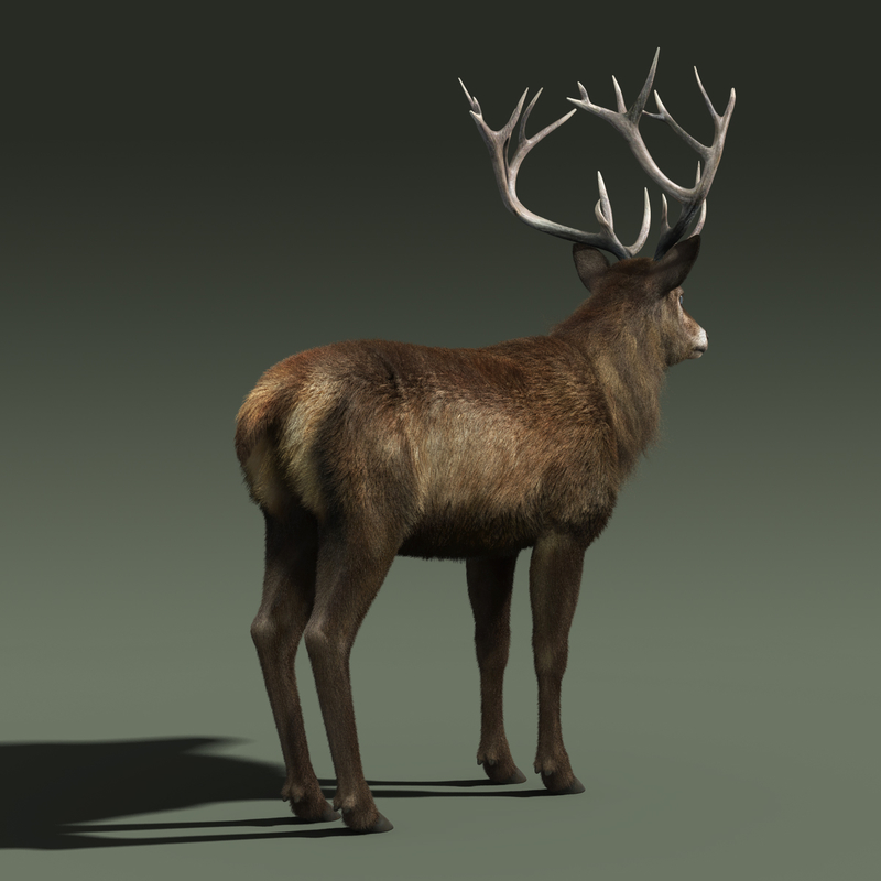 red deer stag fur 3d max