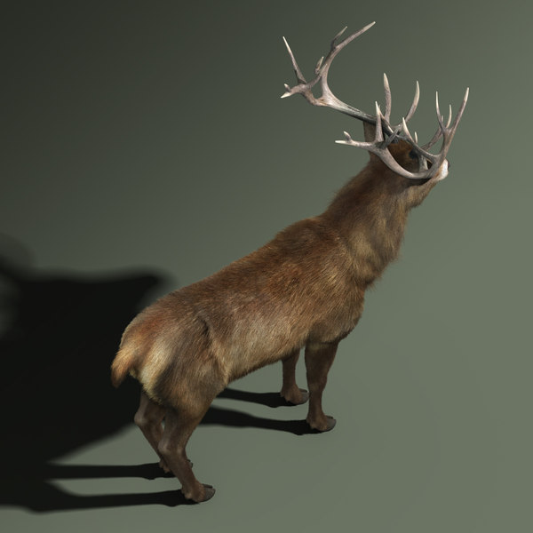 red deer stag fur 3d max