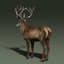 red deer stag fur 3d max
