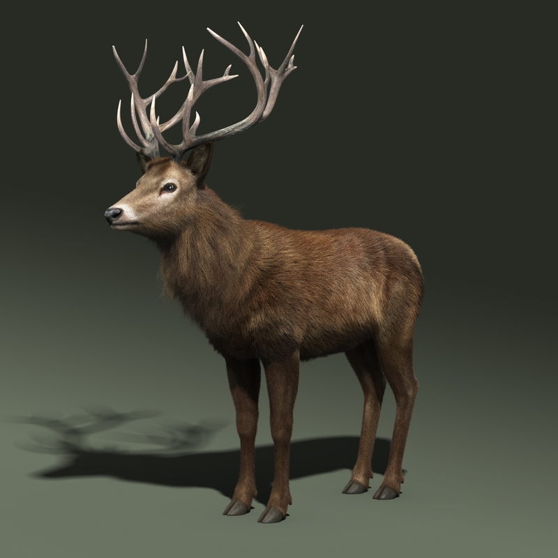 red deer stag fur 3d max