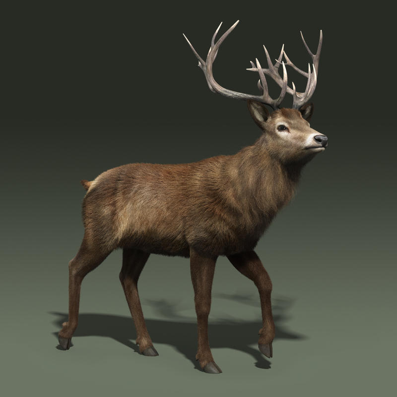 red deer stag fur 3d max