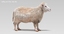 3d model realistic sheep