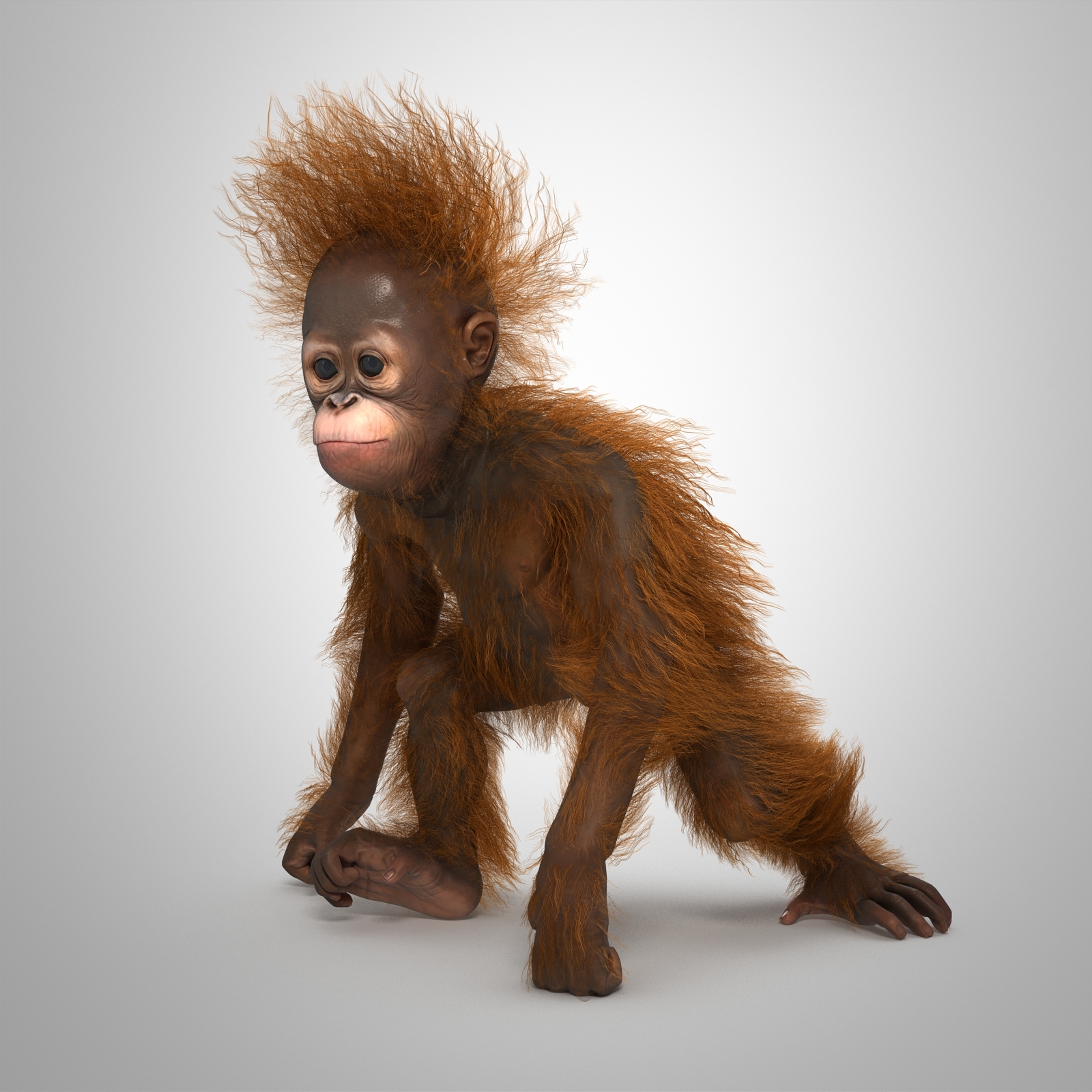 3d orangutan baby