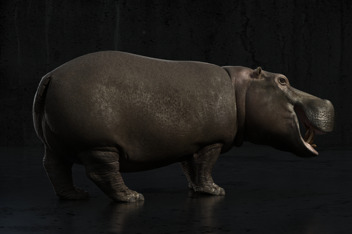 download after effects on hippo