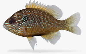 lepomis marginatus dollar sunfish 3d ma