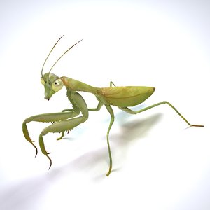 mantis 3d model