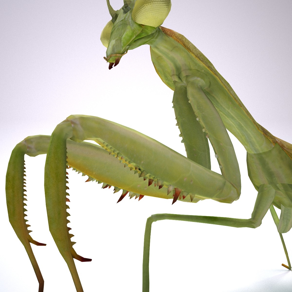 mantis 3d model