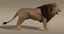 maya lion rigged fur