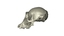 3d skull chimpanzee model