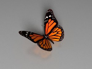 realistic butterfly obj