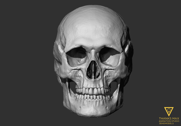 human skull european female 3ds