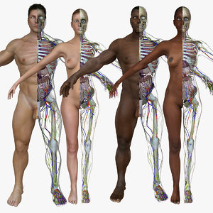 body anatomy systems combo 3d ma