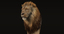 3d ma lion fur animation