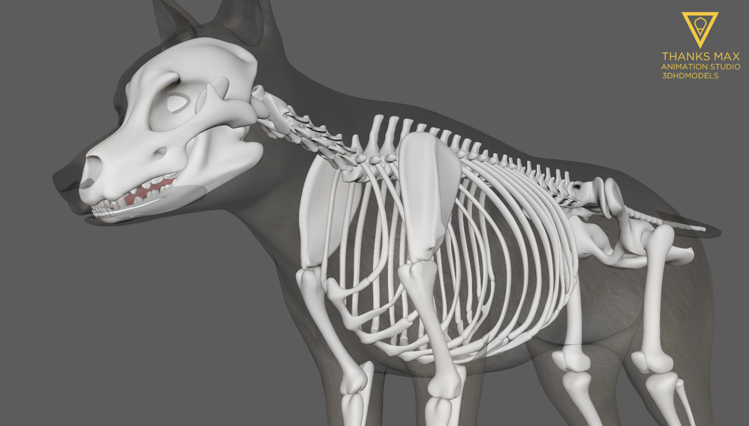 ma dog anatomy canine