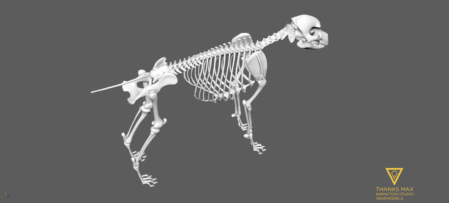 3d canine skeleton bones model