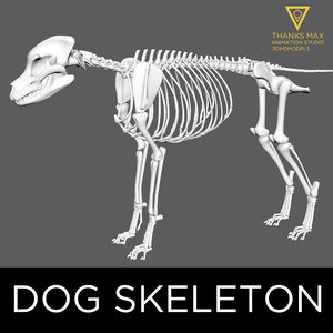 3d canine skeleton bones model
