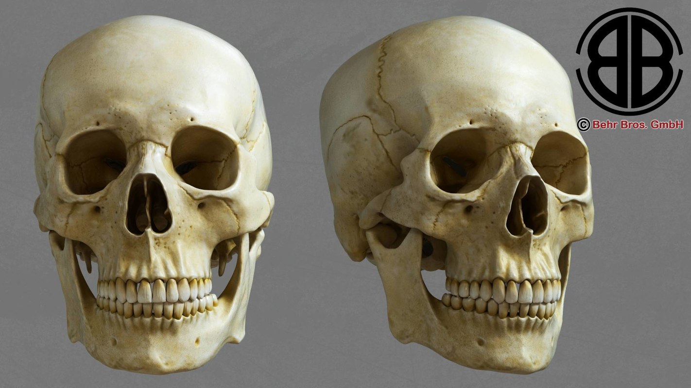 accurate human skull 3d max