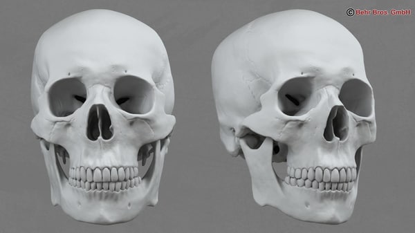 accurate human skull 3d max