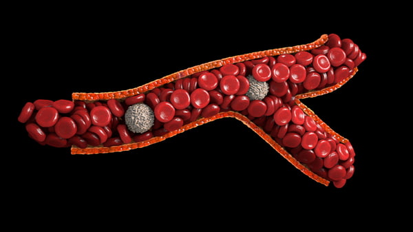 small branched blood vessel 3d model