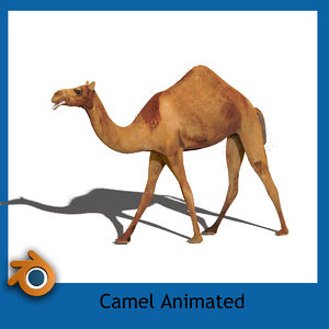 camel 3d model