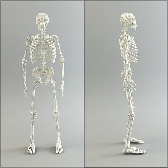 3d skeleton base mesh