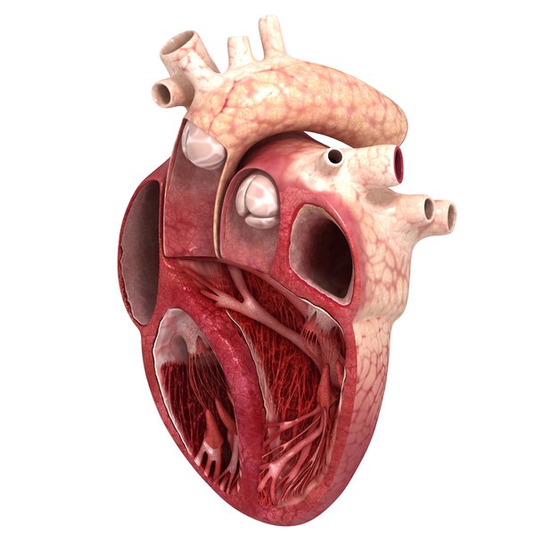 human heart slice 3d model