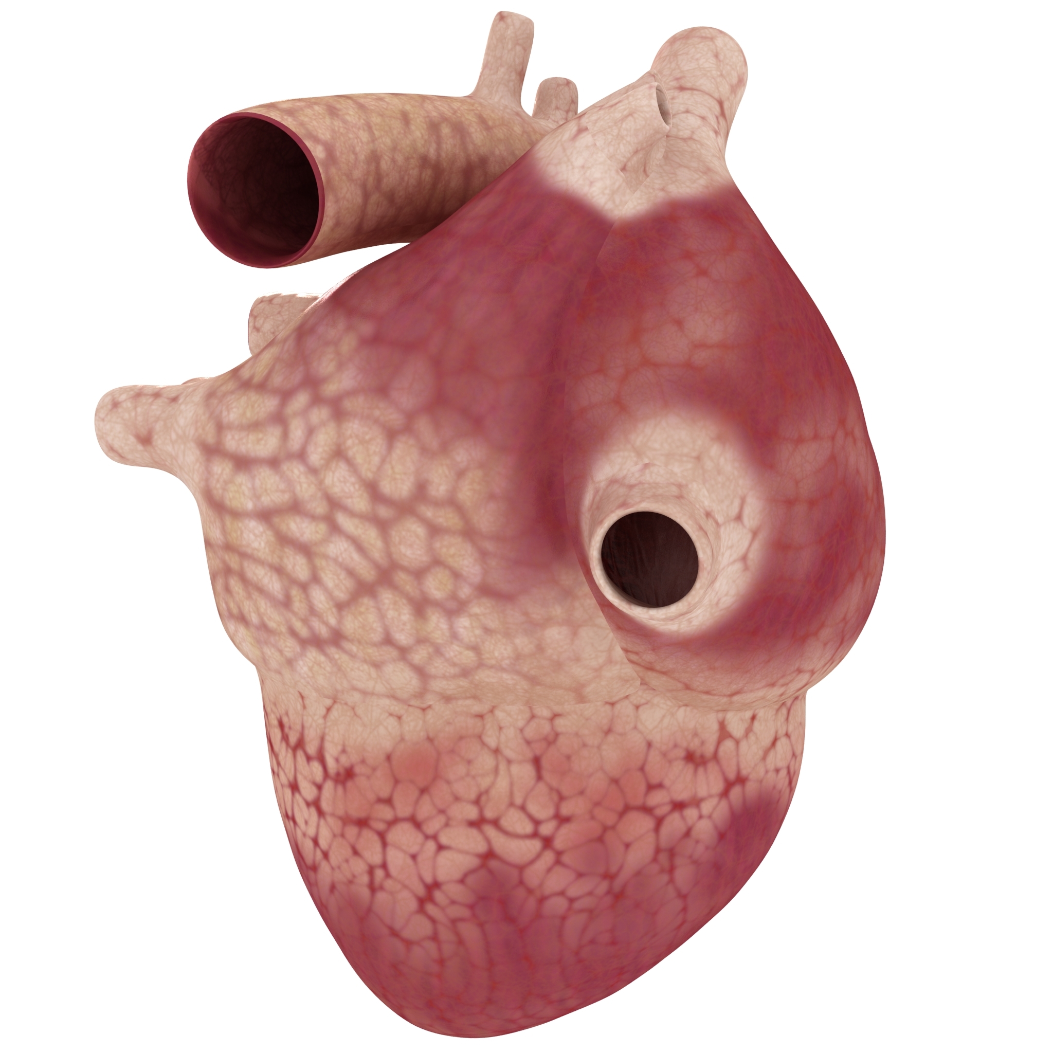 human heart slice 3d model