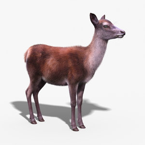 red deer doe fur 3d model
