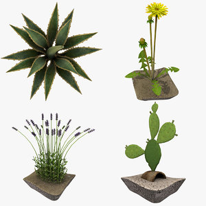 3d plants agave cornelius model