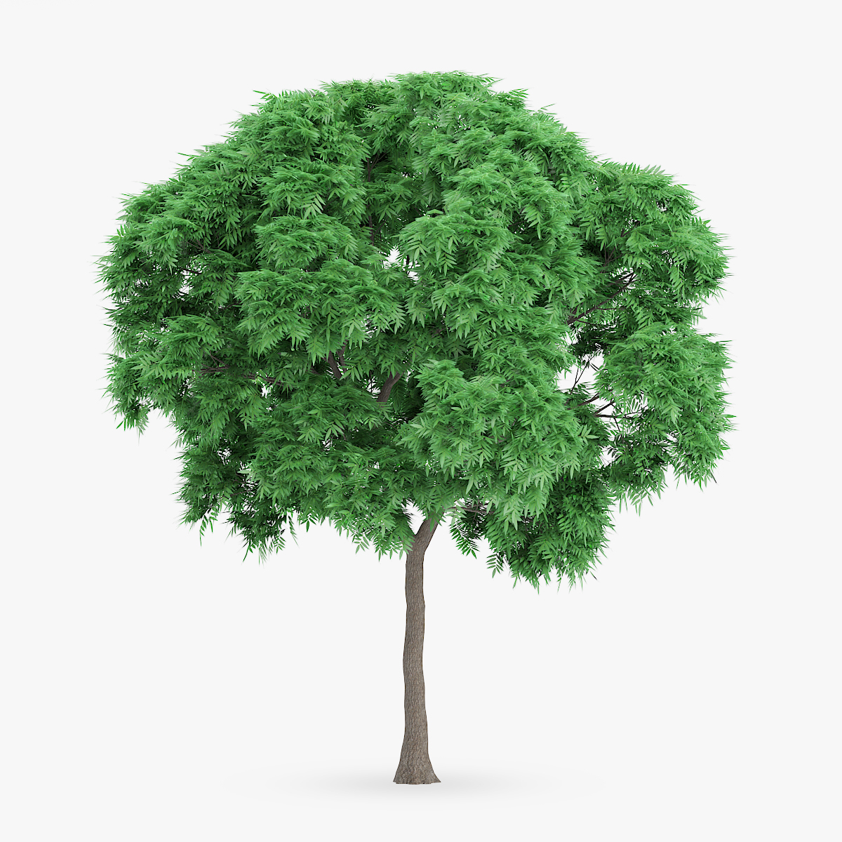 japanese chestnut trees max